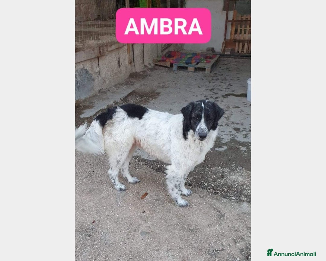 Meticcio cani in regalo: Ambra 3anni tg grande rimasta sola NAPOLI a Milano - Annuncio 1