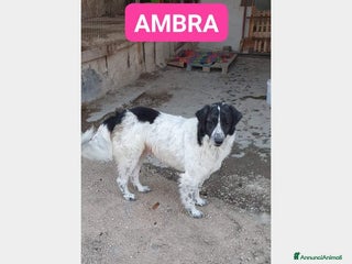 Meticcio cani Ambra 3anni tg grande rimasta sola NAPOLI a Milano - Annuncio 30