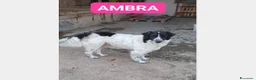 Meticcio cani in regalo: Ambra 3anni tg grande rimasta sola NAPOLI a Milano - Annuncio 1