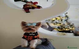 Yorkshire cani per accoppiamento: Maschio Yorkshire Toy per accoppiamento a Provincia di Brescia - Annuncio 5