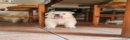 Pastore Svizzero cani in vendita: cucciolo pastore svizzero bianco a pelo lungo  - Annuncio 6