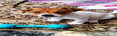 Jack Russell 1