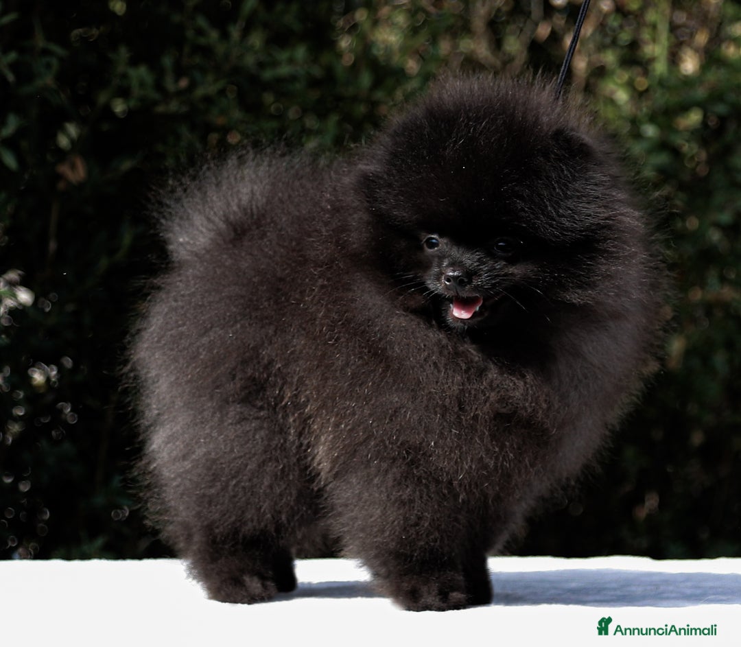 Volpino Pomerania cani in vendita: Pomerania nero nano - Annuncio 3