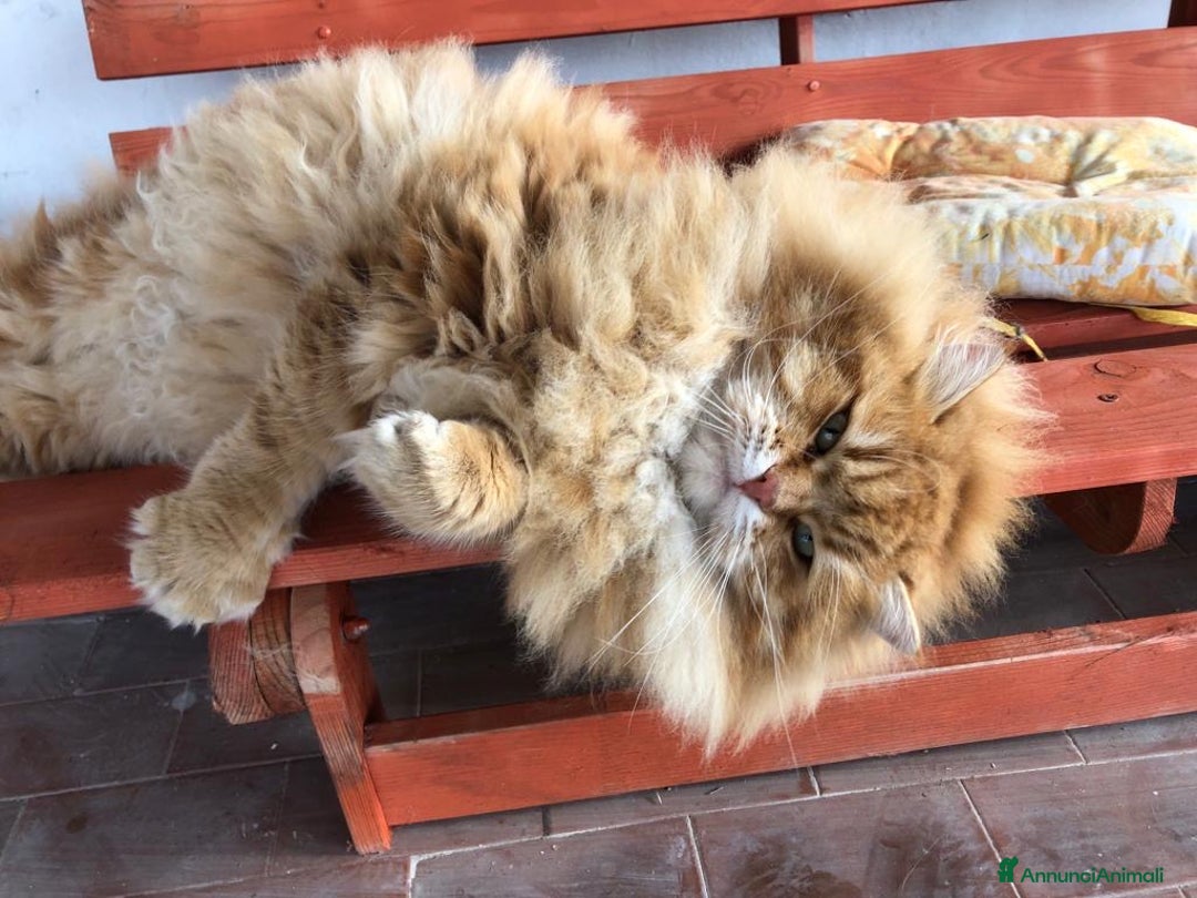 Immagine della galleria {{count}}