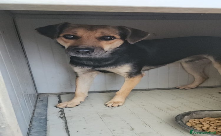 Meticcio cani a Città Metropolitana di Genova - Annuncio 18