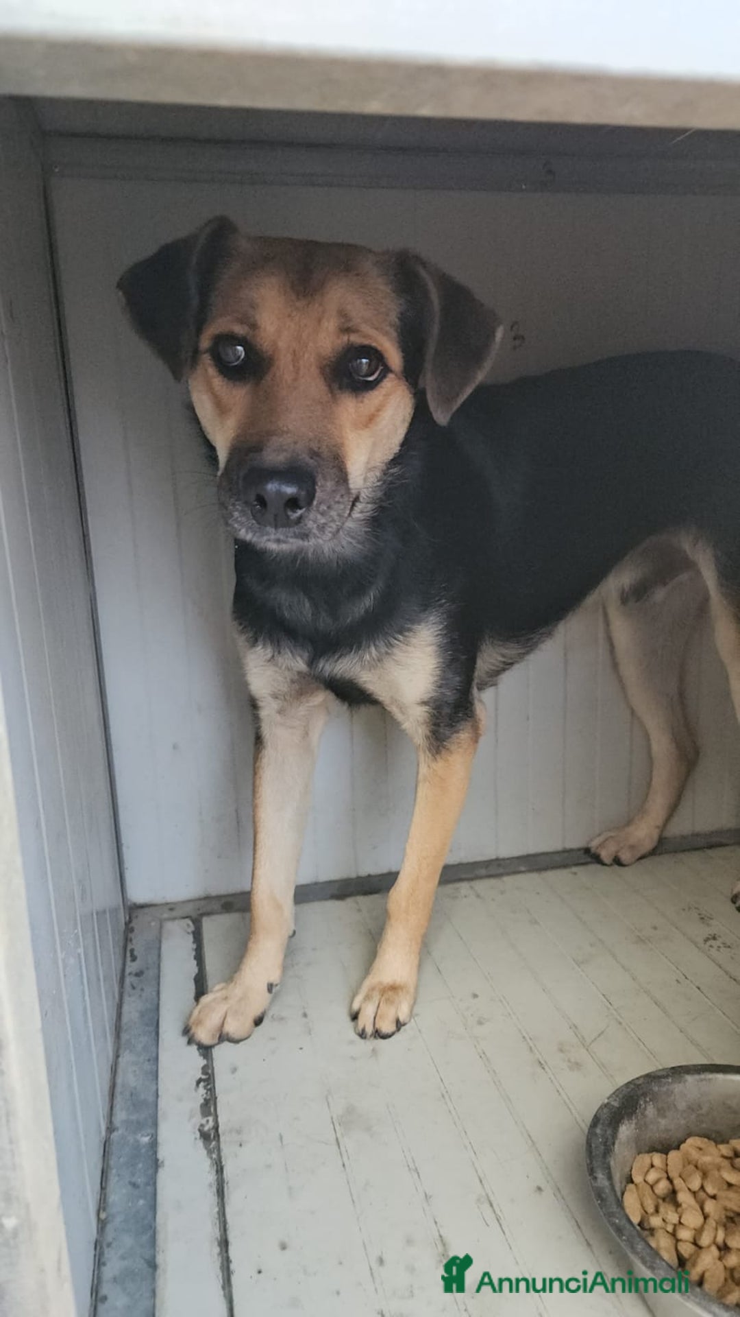 Meticcio cani in regalo: Andrea: 1anno taglia contenuta timido dolce  a Città Metropolitana di Genova - Immagine 1