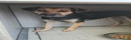 Meticcio cani in regalo: Andrea: 2 anni, timido e dolce - Annuncio 3