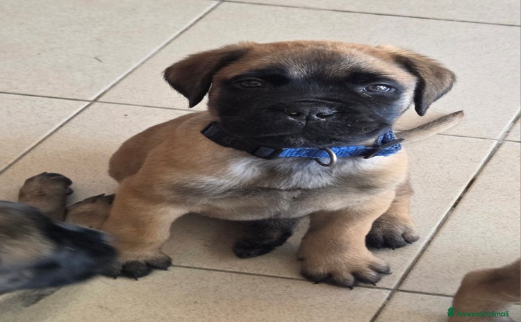 Bullmastiff cani - Annuncio 1