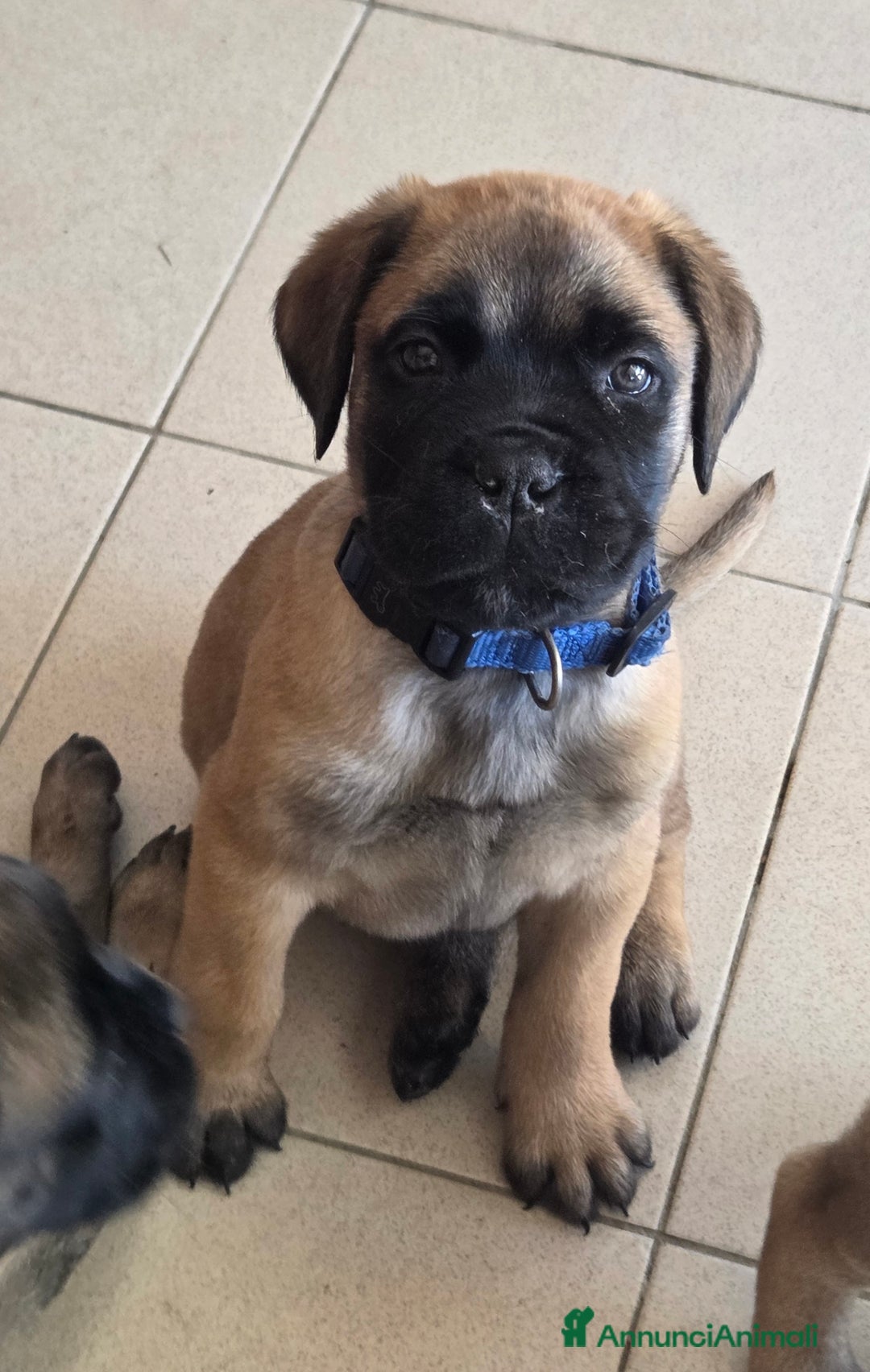 Bullmastiff cani in vendita: Vendo cuccioli di Bullmastiff - Annuncio 1