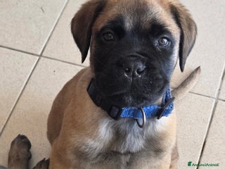 Bullmastiff cani in vendita: Vendo cuccioli di Bullmastiff - Annuncio 1