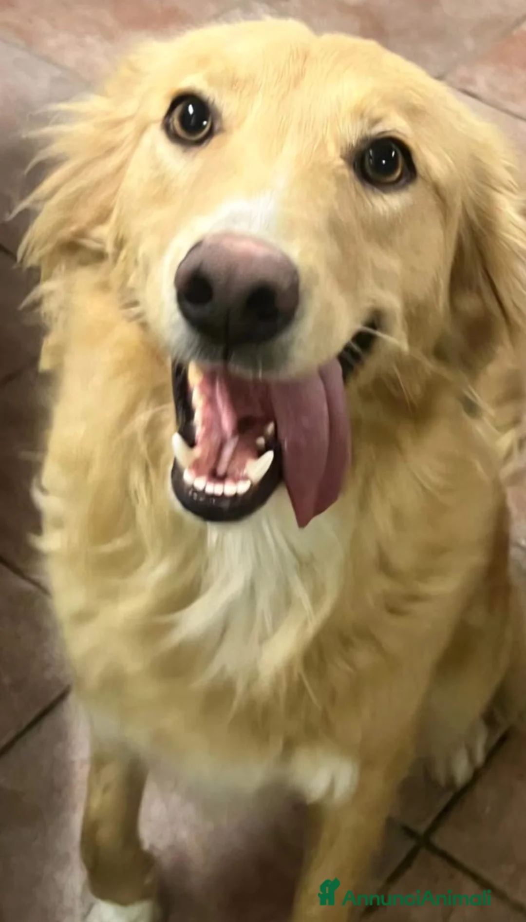 Meticcio cani in regalo: Fly quasi 2anni splendida salvata 1anno fa.SICILIA - Annuncio 2