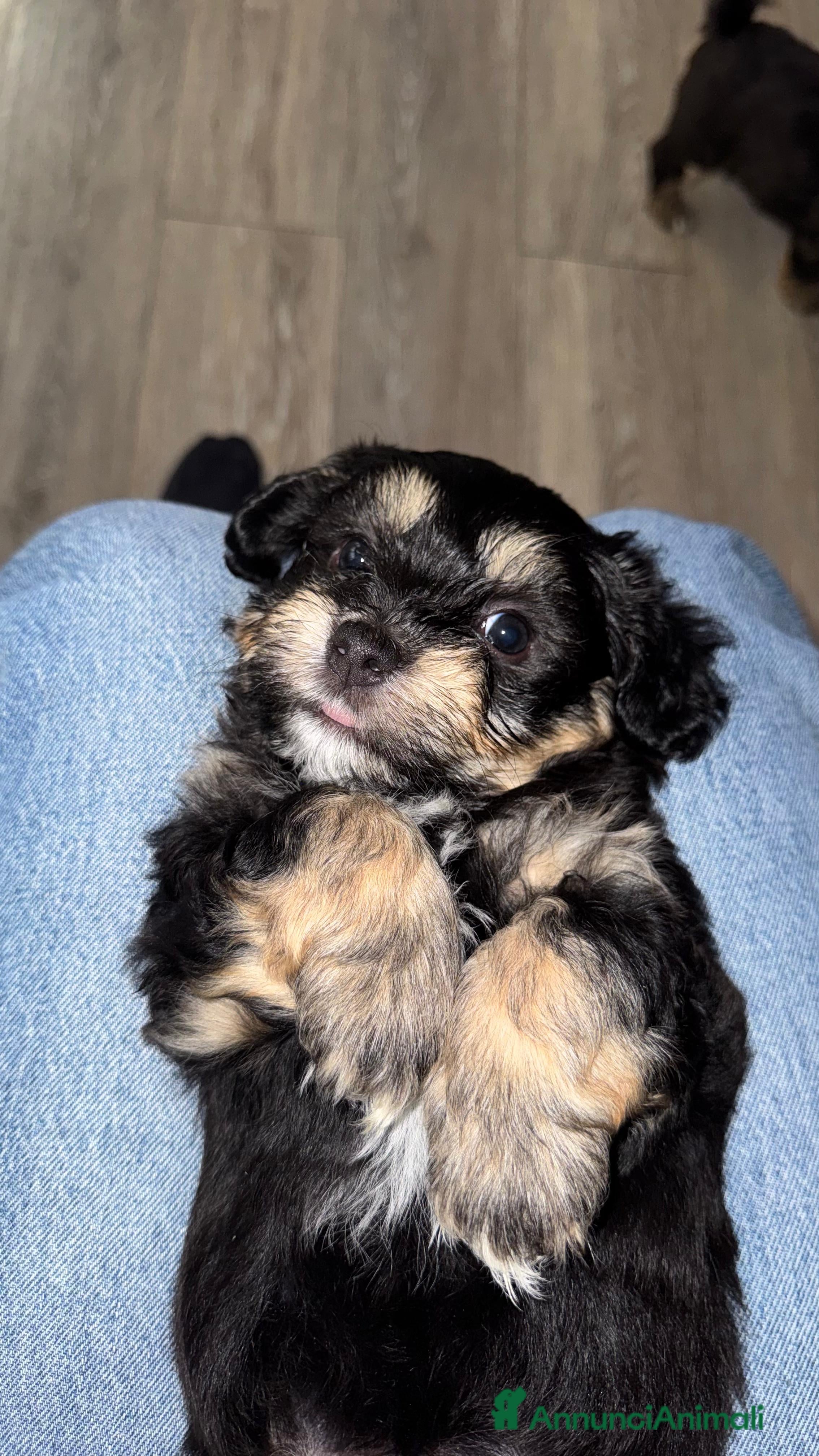 Bichon cani Disponibili cuccioli di Bichon  con Pedigree ENCI - Annuncio 2