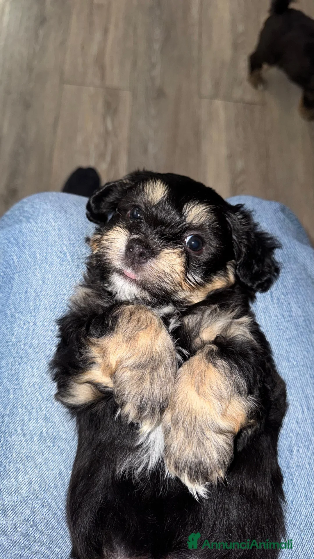 Bichon cani in vendita: Disponibili cuccioli di Bichon  con Pedigree ENCI - Annuncio 2