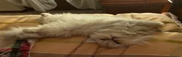 Persiano gatti in vendita: Persiana Chincilla con pedigree - Annuncio 5