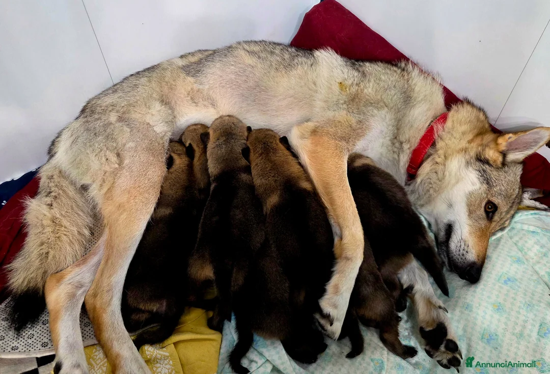 Lupo Cecoslovacco cani in vendita: Cuccioli Lupo Cecoslovacco - Annuncio 3