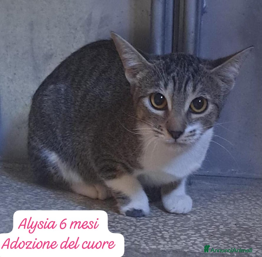 Altre razze gatti in regalo: S.o.s. gattini da salvare  - Annuncio 8