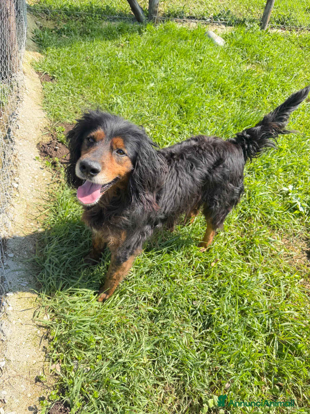 Meticcio cani in regalo: Ettore a Città metropolitana di Milano - Annuncio 2
