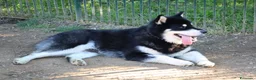 Alaskan Malamute cani per accoppiamento: Alaskan malamute a Provincia di Livorno - Annuncio 16