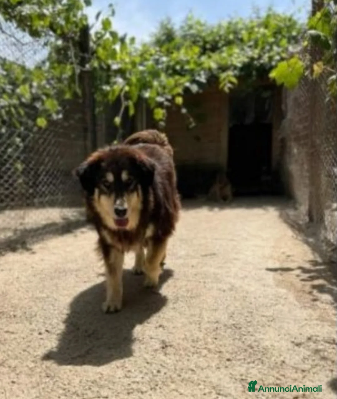 Meticcio cani in regalo: Lady 4anni,pelo lungo,tolta 2anni fa da 1lager SUD a Città metropolitana di Milano - Annuncio 2