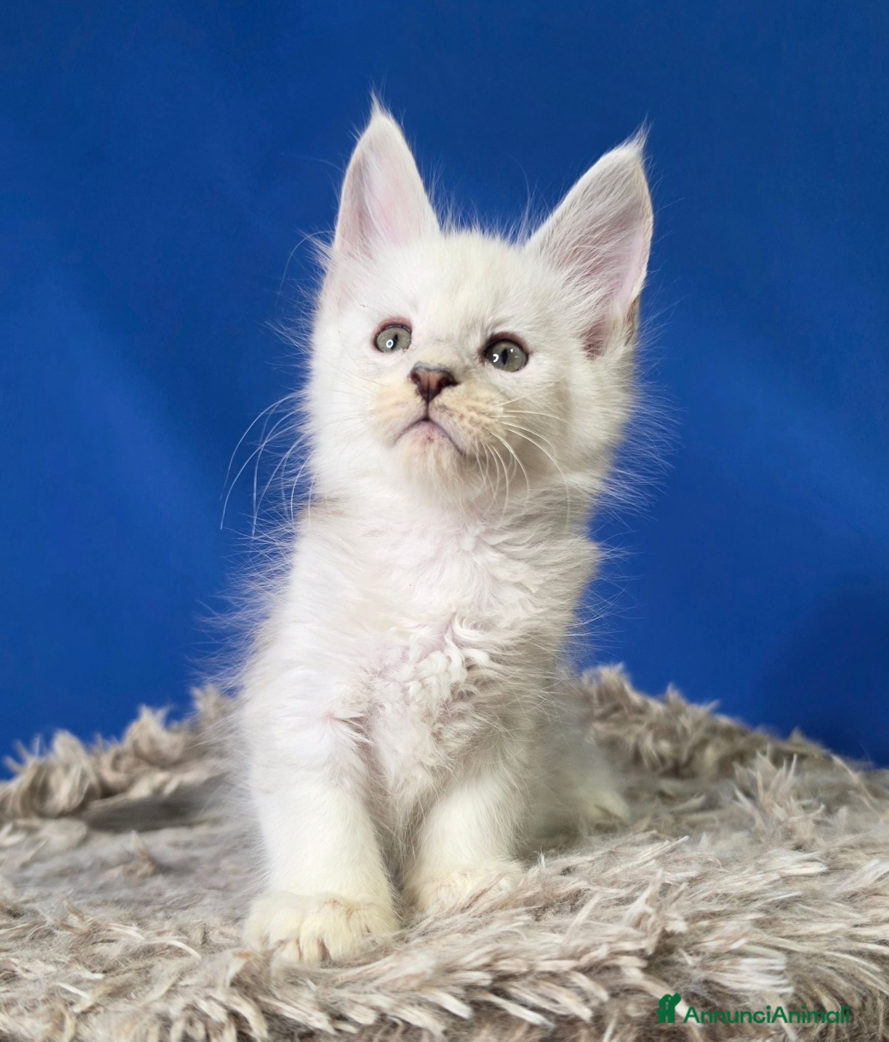 Maine Coon gatti Maine coon maschietti - Annuncio 7