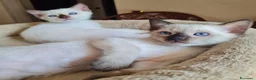 Thai gatti in vendita: Cucciole femmine a Città metropolitana di Milano - Annuncio 6