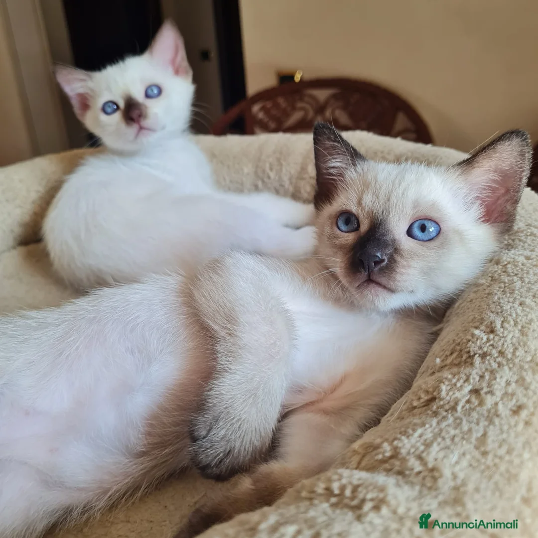 Thai gatti in vendita: Cucciole femmine a Città metropolitana di Milano - Annuncio 6