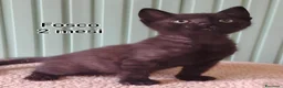 Meticcio gatti in regalo: GATTINI ADORABILI IN CERCA D'AMORE  a Città Metropolitana di Bologna - Annuncio 4