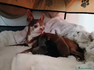 Chihuahua cani Chihuahua pedigree ENCI - Annuncio 2