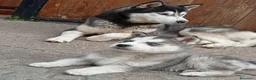 Husky cani in vendita: Siberian Husky - Annuncio 11