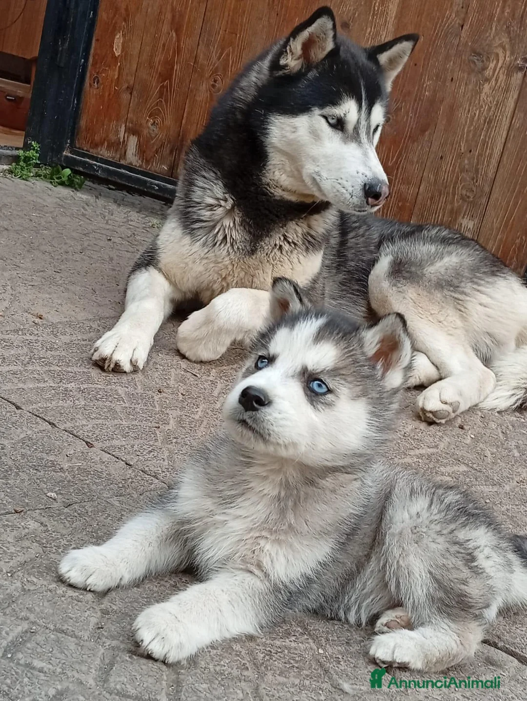 Husky cani in vendita: Siberian Husky - Annuncio 11