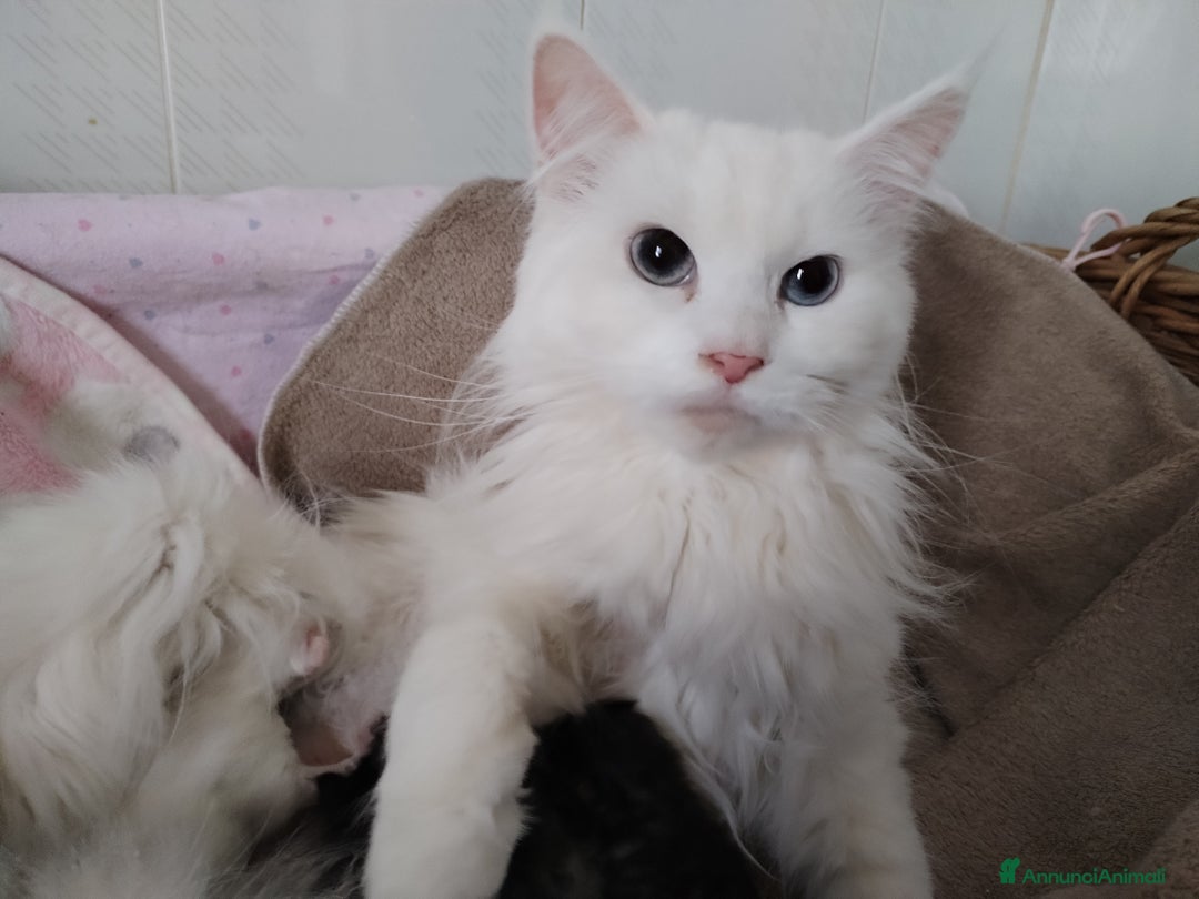 Maine Coon gatti in vendita: Maine coon  - Annuncio 5