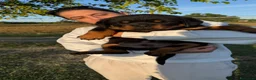 Rottweiler cani in vendita: Cuccioli di Rottwelier taglia grande  - Annuncio 6