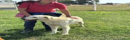 Meticcio cani in regalo: Armandino mix maremmano golden retriever adozione - Annuncio 4