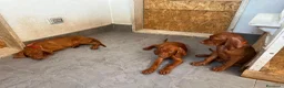 Vizsla cani in vendita: Ultimi 3 maschi di di bracco ungherese disponibili - Annuncio 12