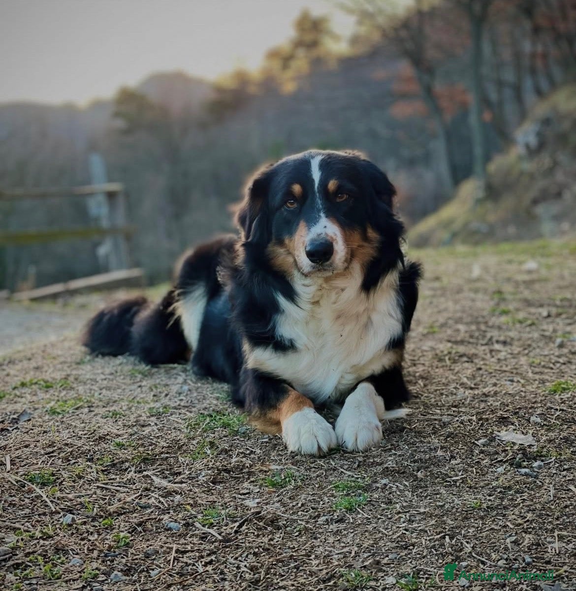 Australian Shepherd cani Cuccioli pastore australiano - Annuncio 7