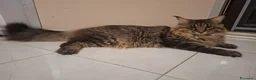 Maine Coon gatti in vendita: Bellissimi getting Mane coon 12 mesi disposable. - Annuncio 8