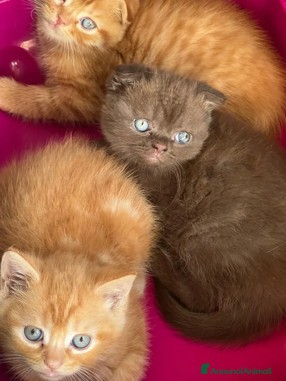 Scottish gatti in vendita: Cuccioli scottish fold e straight  - Annuncio 7