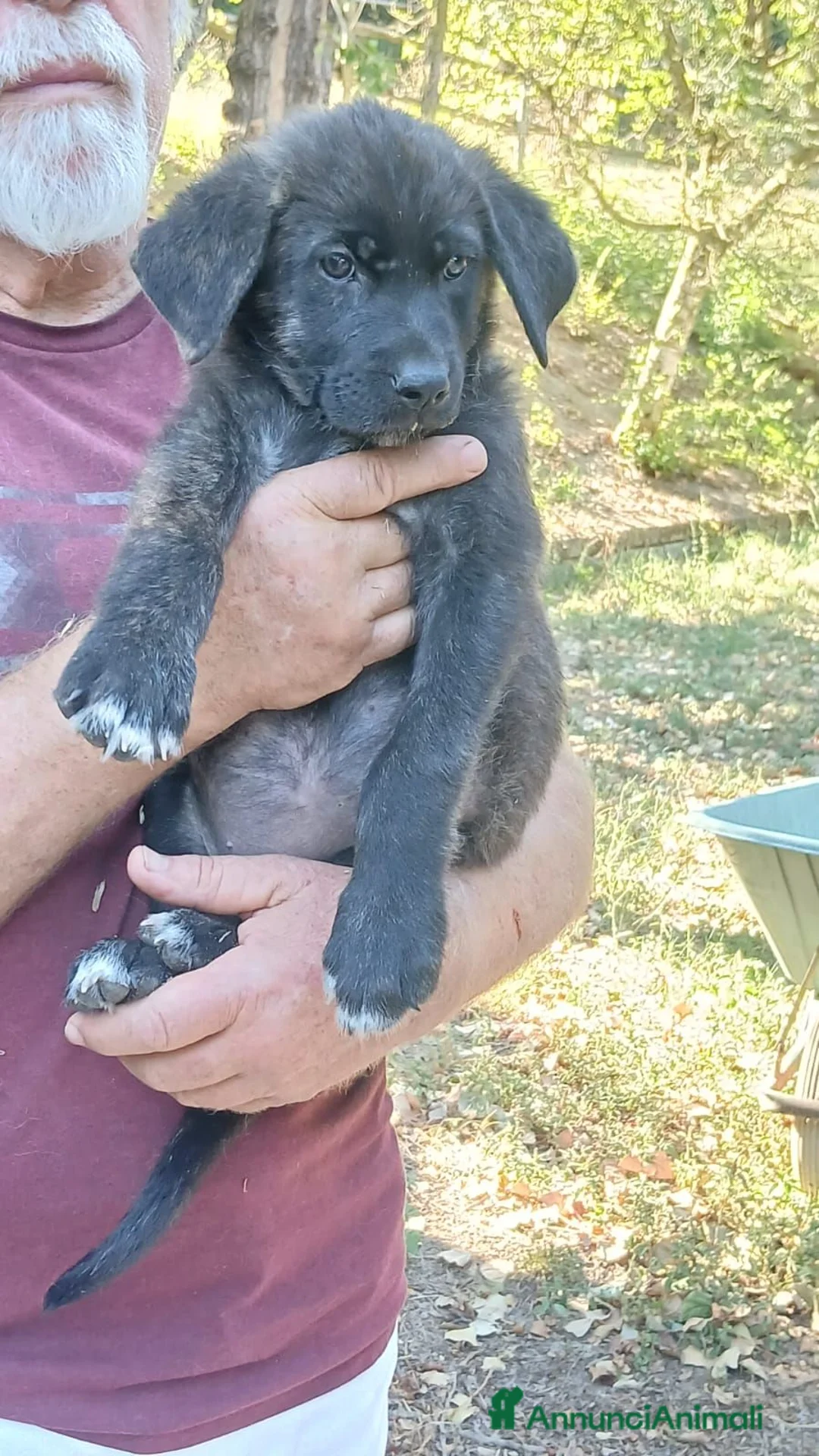 Meticcio cani in regalo: BETH HA BISOGNO DI UNA CASA E TANTO AMORE - Annuncio 2