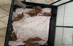 Pitbull cani in vendita: PITBULL a Città Metropolitana di Torino - Immagine 4