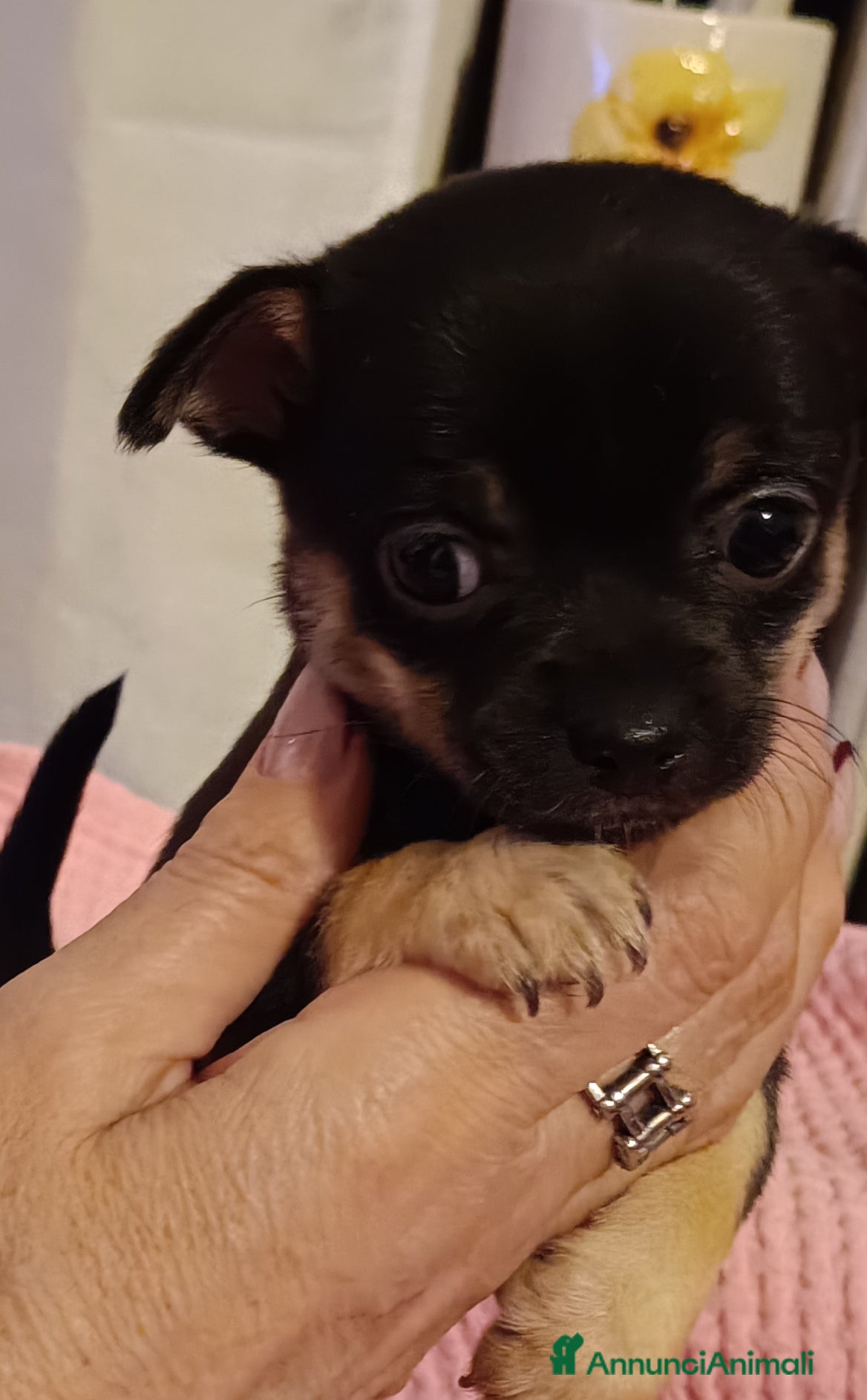 Chihuahua cani Chihuahua - Annuncio 1