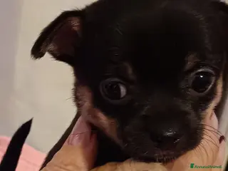 Chihuahua cani Chihuahua - Annuncio 22