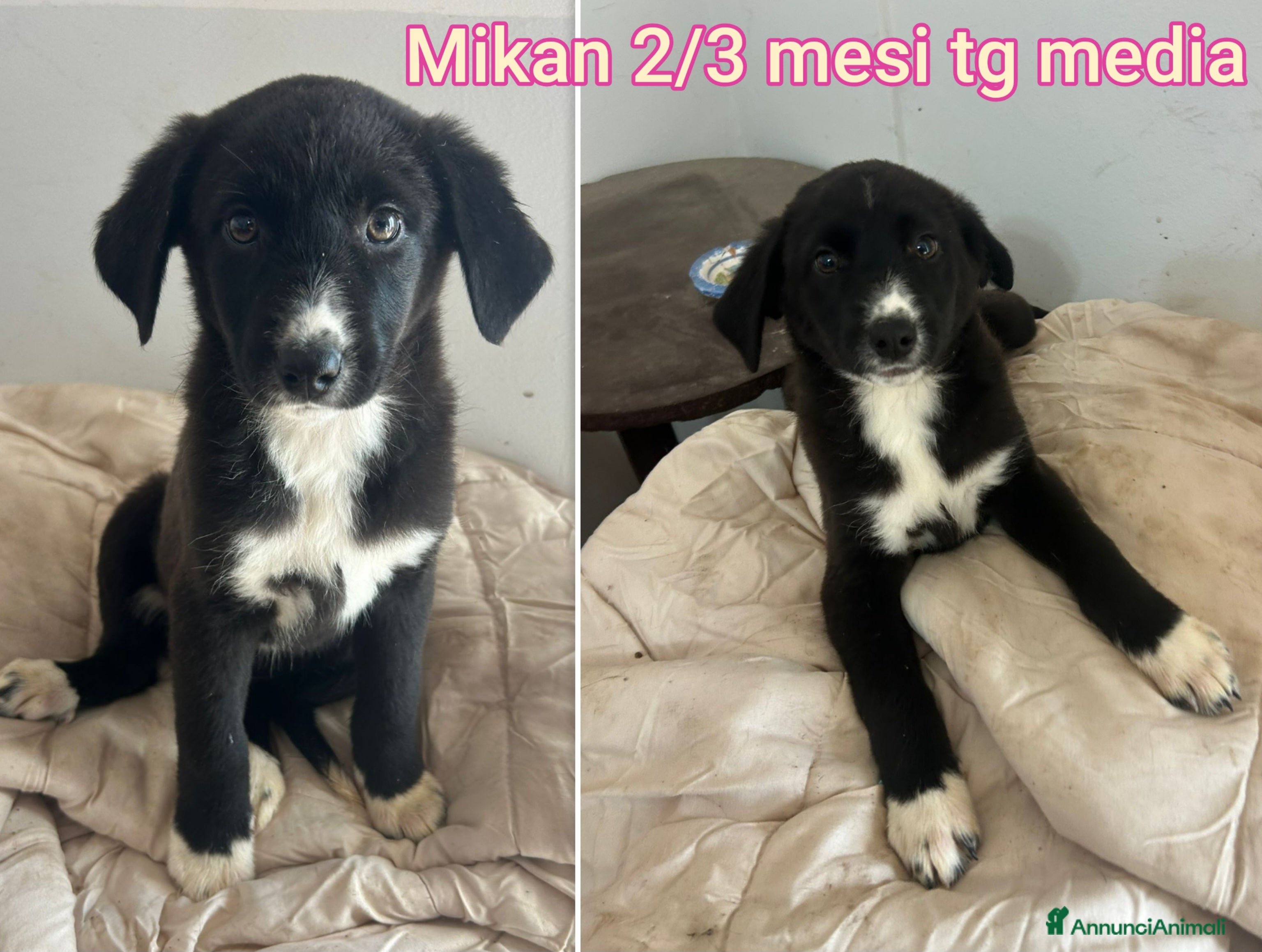 Meticcio cani CUCCIOLI ABBANDONATI: EMERGENZA  - Annuncio 1