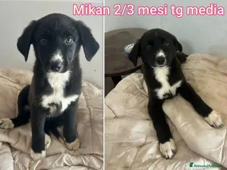 Meticcio cani CUCCIOLI ABBANDONATI: EMERGENZA - Annuncio 26