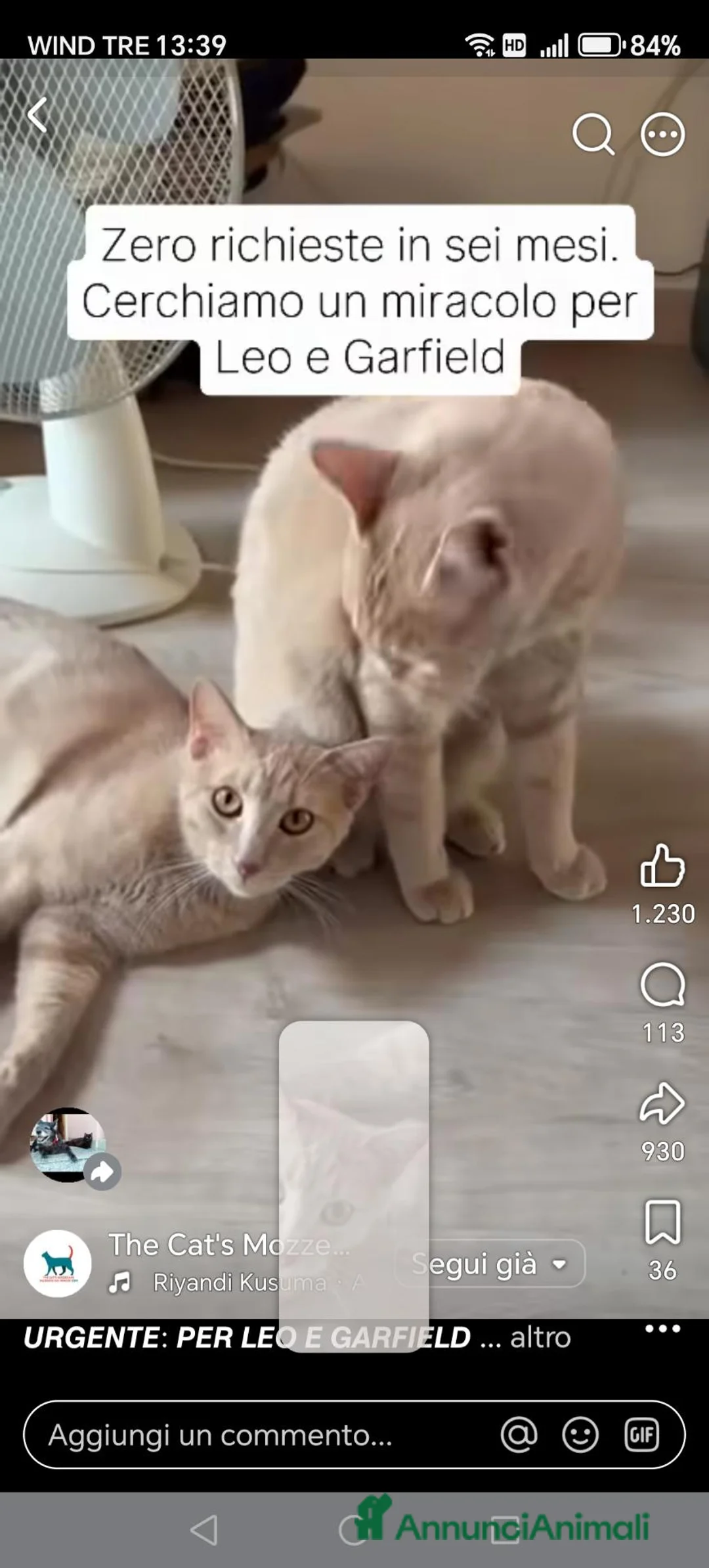 Europeo gatti in regalo: Per Leo e Garfield cerchiamo adozione di coppia  - Annuncio 4