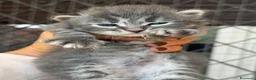 Siberiano gatti in vendita: cuccioli di gatto siberiano ANFI - Annuncio 4