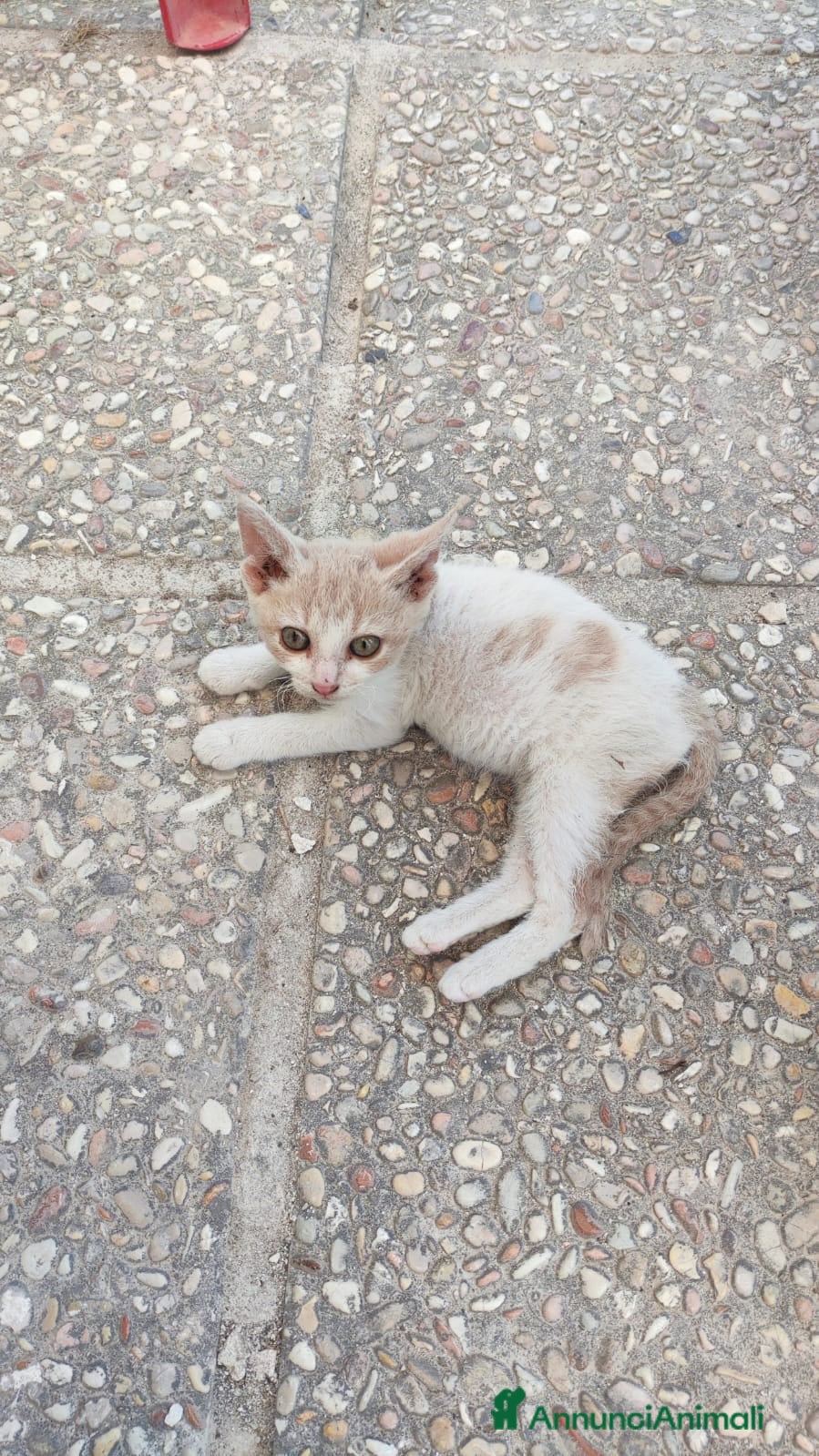 Meticcio gatti Gattina in regalo - Annuncio 34