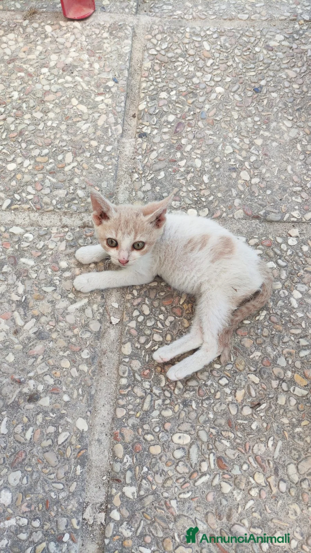 Meticcio gatti in regalo: Gattina in regalo - Annuncio 1