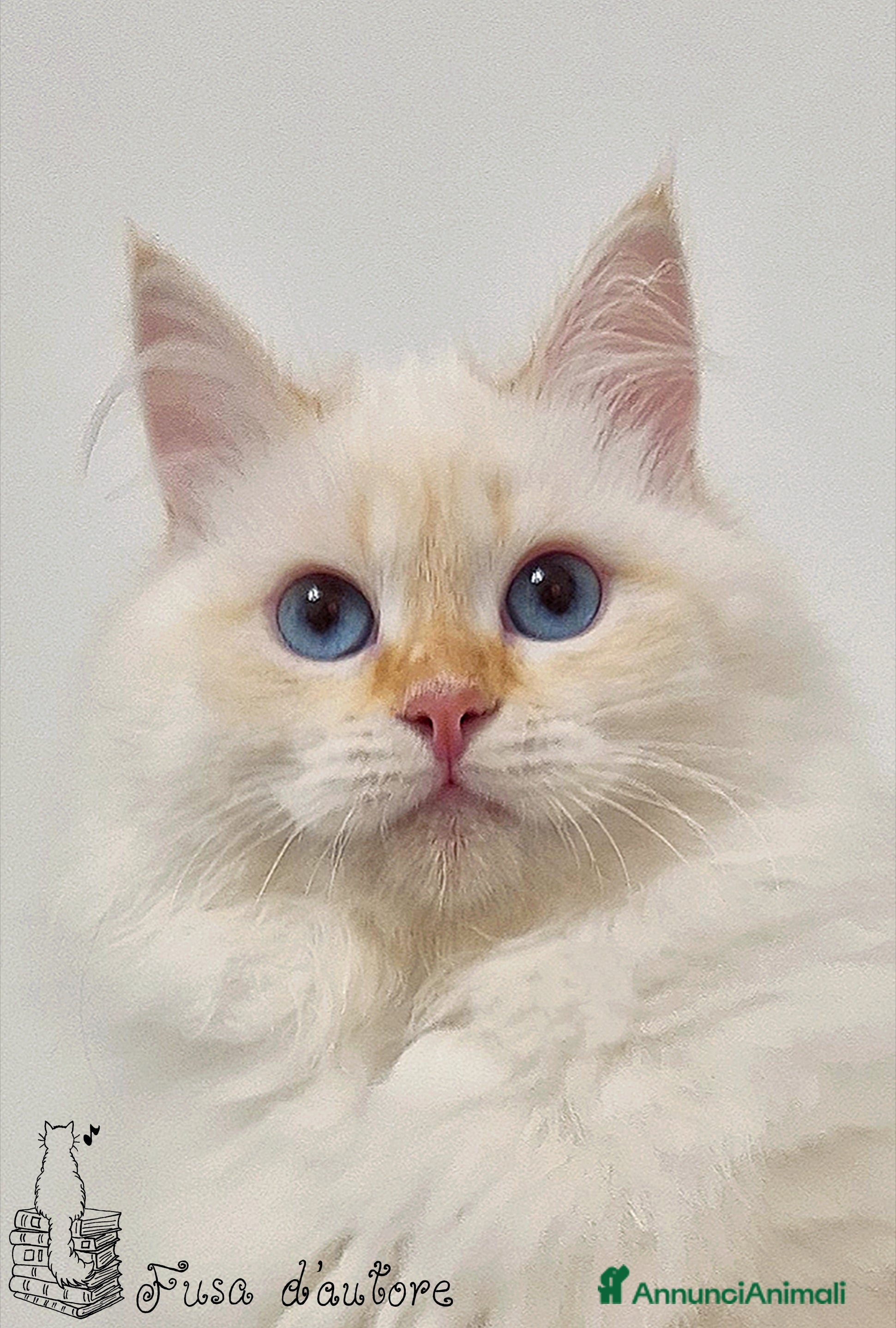 Siberiano gatti Gattina siberiana neva masquerade  a Provincia di Perugia - Annuncio 2