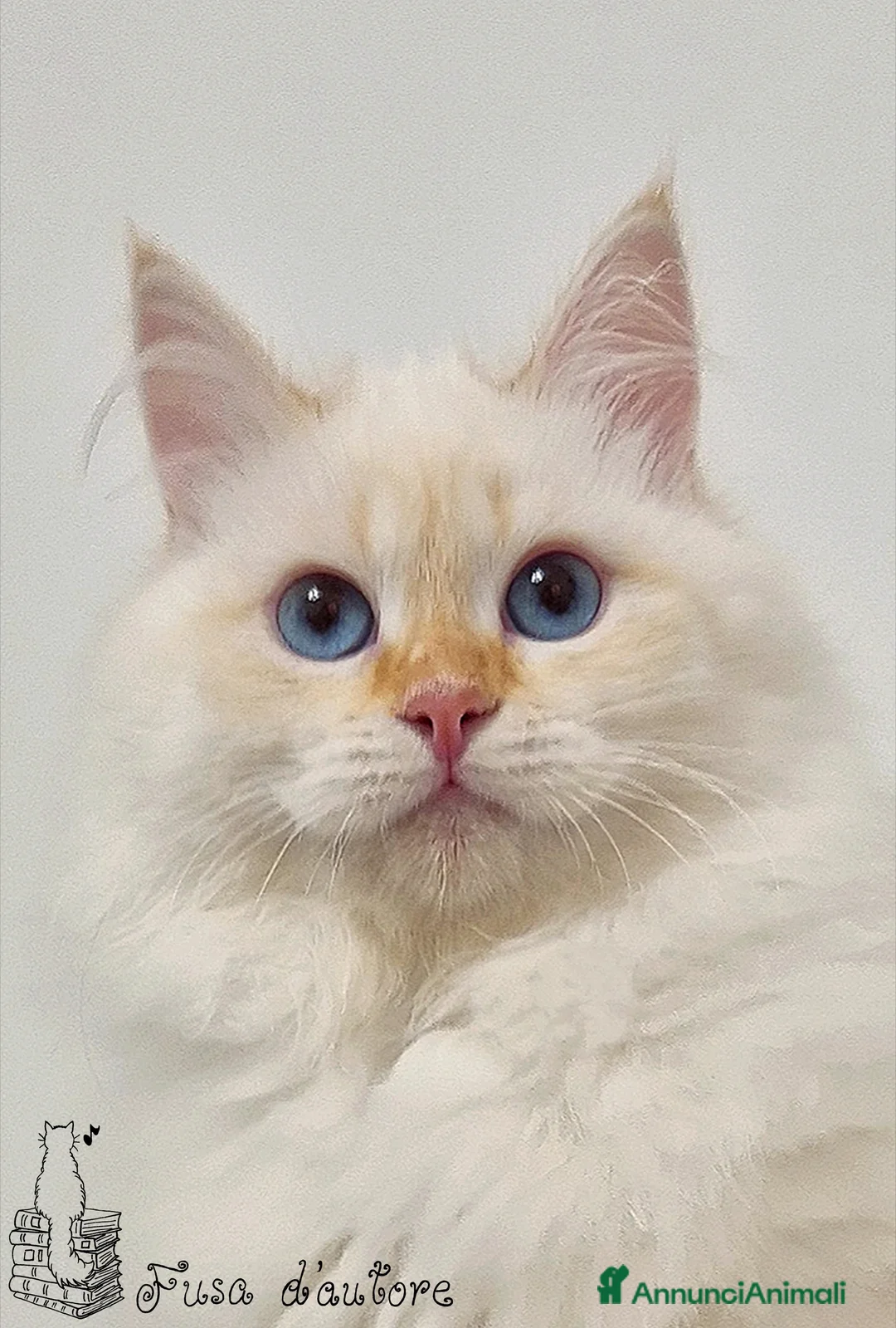 Siberiano gatti in vendita: Gattina siberiana neva masquerade  a Provincia di Perugia - Annuncio 1