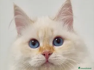 Siberiano gatti Gattina siberiana neva masquerade a Provincia di Perugia - Annuncio 1